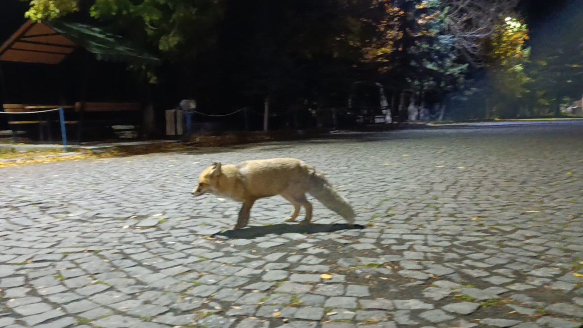 Karsta Tilkiye Bisküvi İkramı: O Anlar Kamerada!