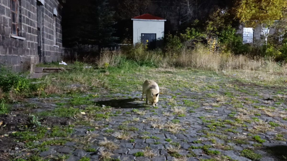 Karsta Tilkiye Bisküvi İkramı: O Anlar Kamerada!