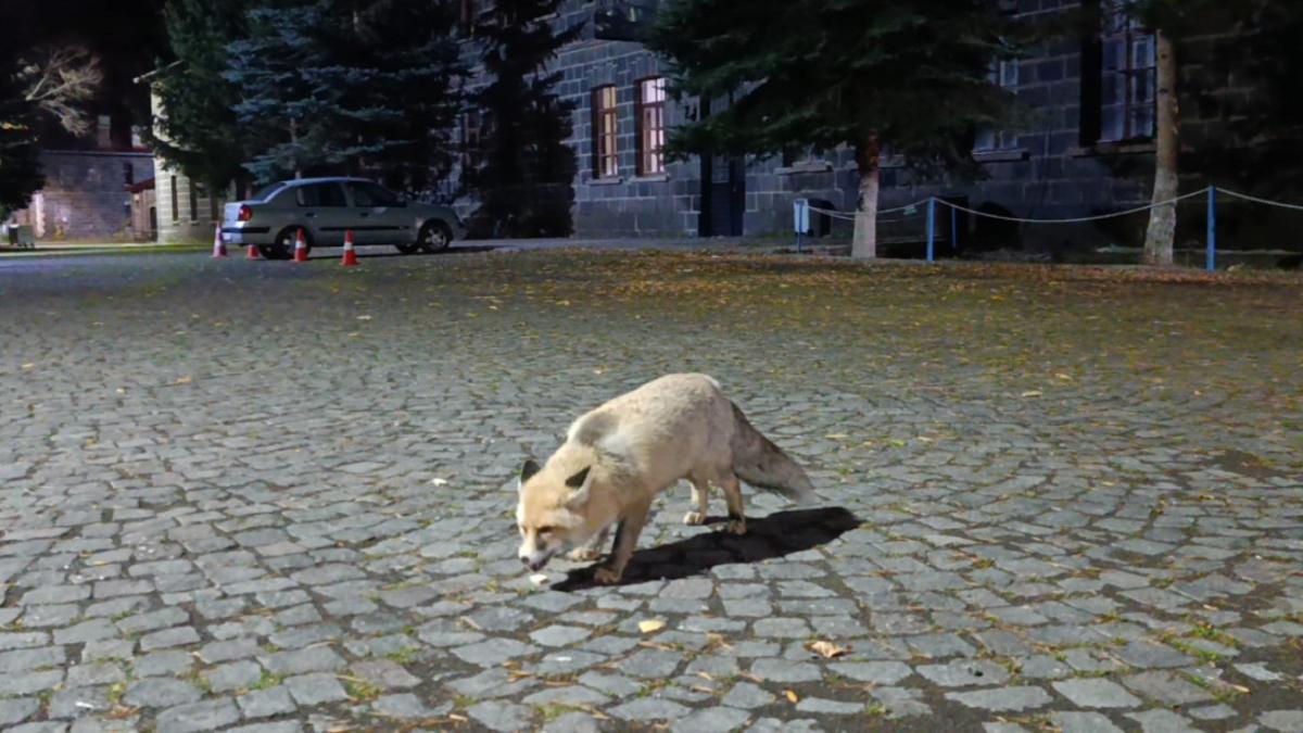 Karsta Tilkiye Bisküvi İkramı: O Anlar Kamerada!