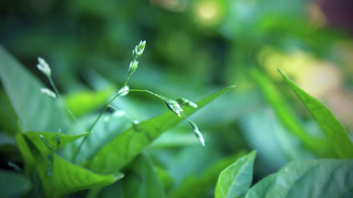 Kasım Ayında Ekilebilecek Soğuğa Dayanıklı Bitkiler