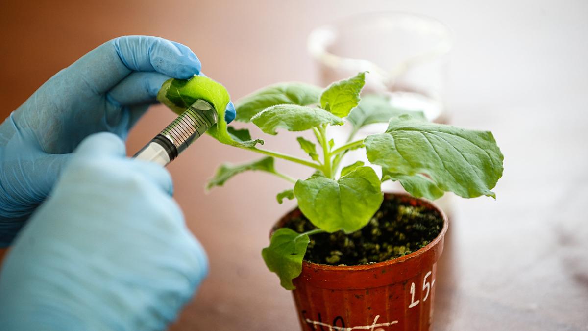 Kasım Ayında Ekilebilecek Soğuğa Dayanıklı Bitkiler