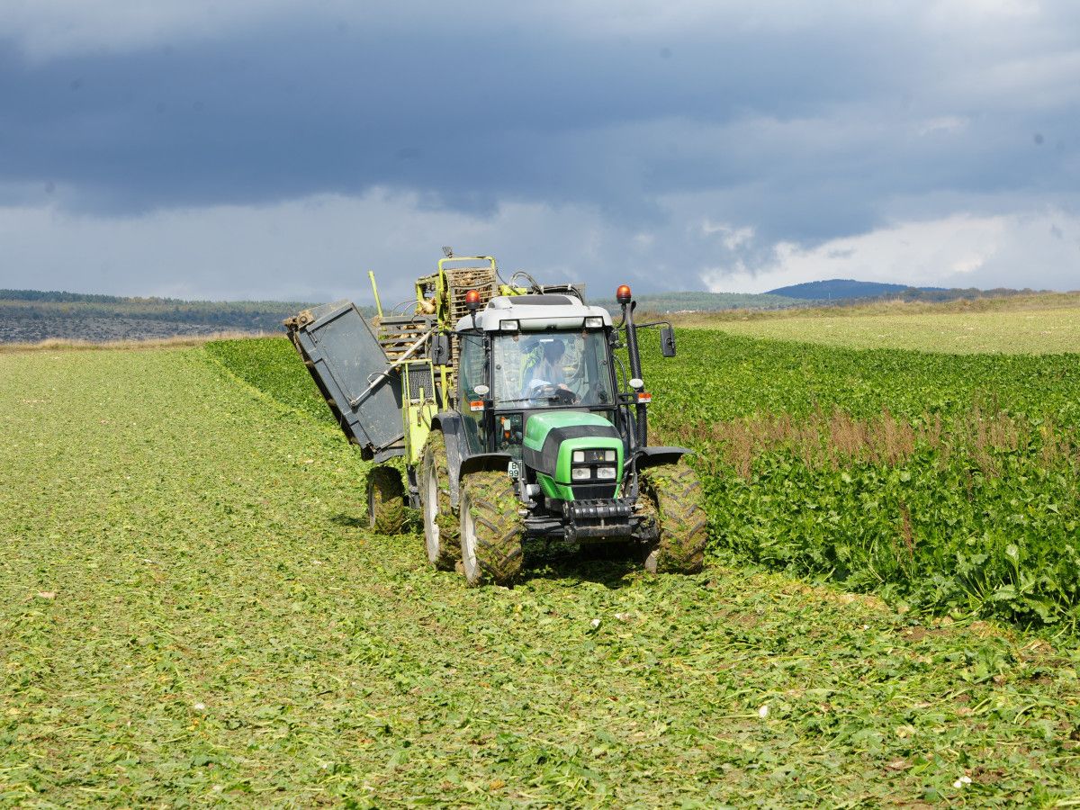 Kastamonu'da Çiftçilerin Zorlu Pancar Mücadelesi: 1 Dönümden 5 Ton Ürün Elde Edildi 2 Kastamonu'da Çiftçilerin Zorlu Pancar Mücadelesi: 1 Dönümden 5 Ton Ürün Elde Edildi