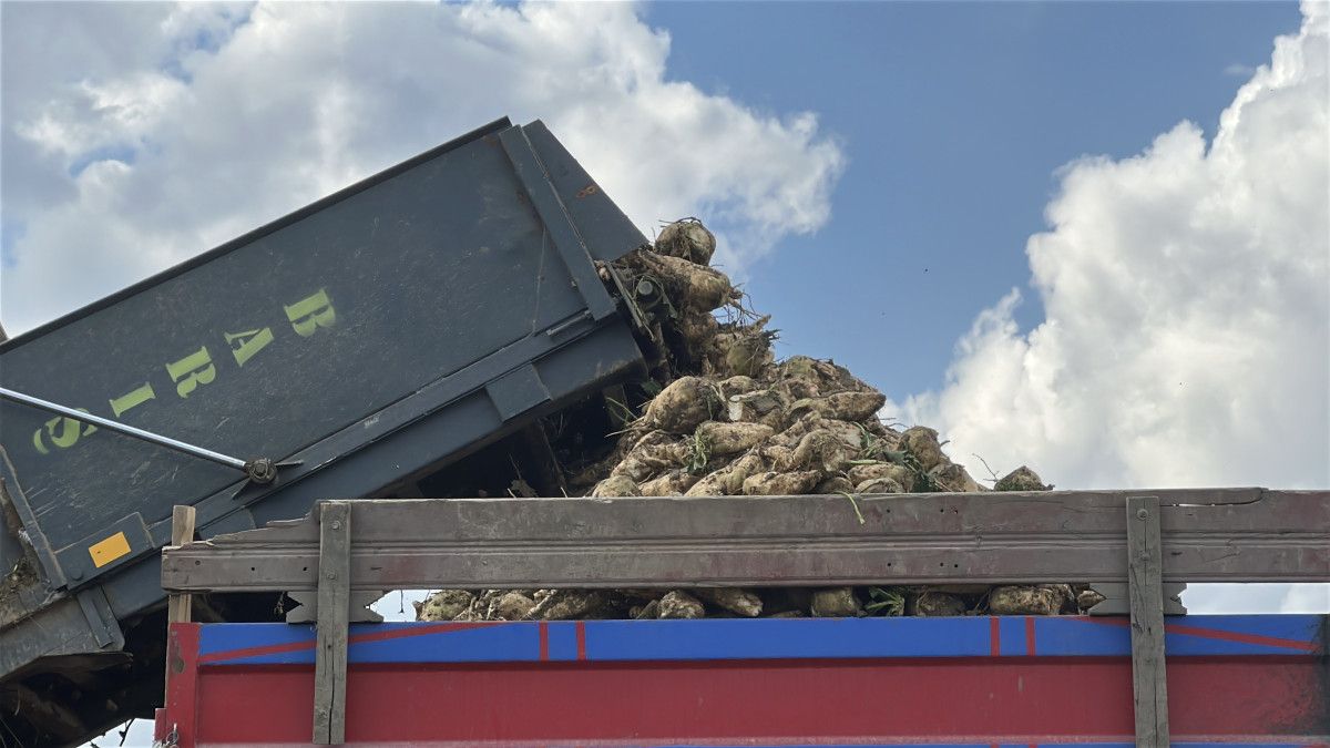 Kastamonu'da Çiftçilerin Zorlu Pancar Mücadelesi: 1 Dönümden 5 Ton Ürün Elde Edildi 3 Kastamonu'da Çiftçilerin Zorlu Pancar Mücadelesi: 1 Dönümden 5 Ton Ürün Elde Edildi