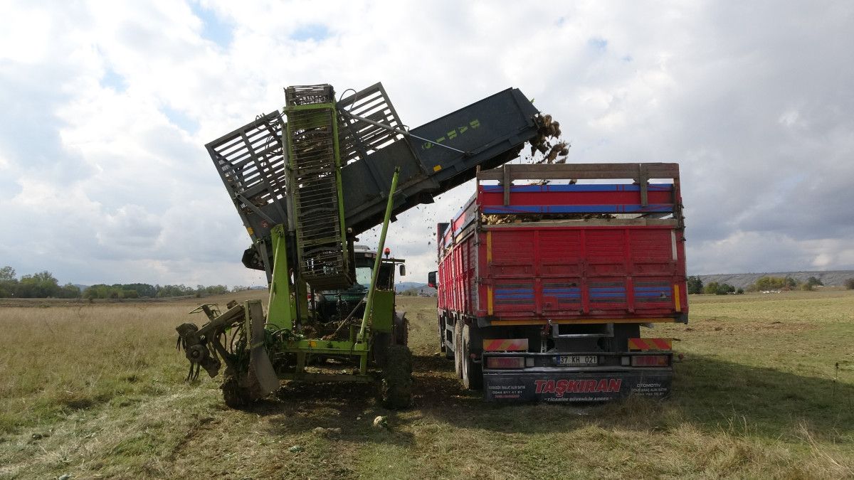 Kastamonu'da Çiftçilerin Zorlu Pancar Mücadelesi: 1 Dönümden 5 Ton Ürün Elde Edildi 4 Kastamonu'da Çiftçilerin Zorlu Pancar Mücadelesi: 1 Dönümden 5 Ton Ürün Elde Edildi