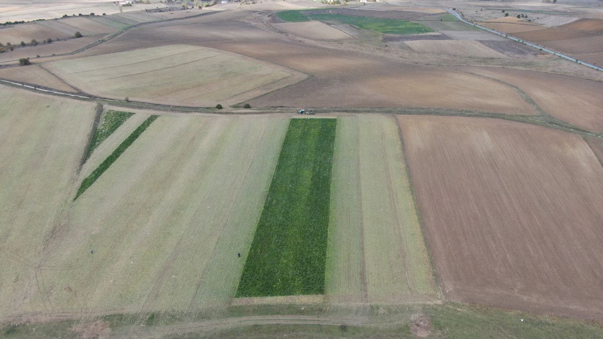 Kastamonu'da Çiftçilerin Zorlu Pancar Mücadelesi: 1 Dönümden 5 Ton Ürün Elde Edildi 5 Kastamonu'da Çiftçilerin Zorlu Pancar Mücadelesi: 1 Dönümden 5 Ton Ürün Elde Edildi