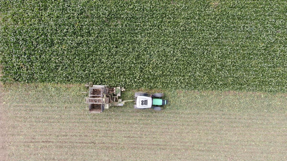 Kastamonu’da Çiftçilerin Zorlu Pancar Mücadelesi: 1 Dönümden 5 Ton Ürün Elde Edildi