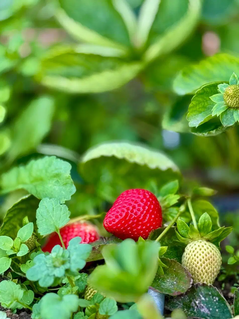 Kentin Ortasında Toprağın Nefesi: Çankaya Kent Bostanları’nda Eğitim, Üretim, Paylaşım