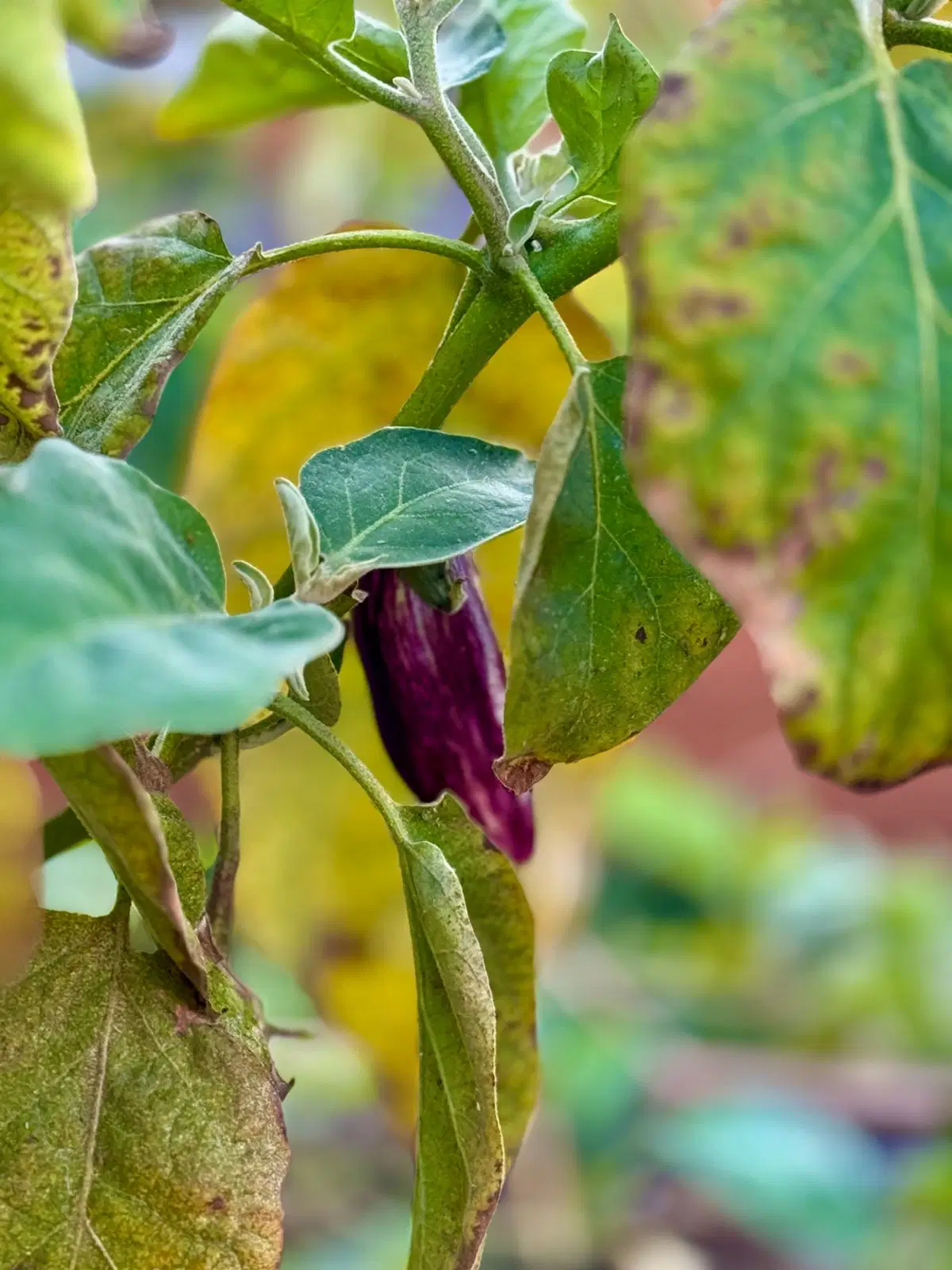 Kentin Ortasında Toprağın Nefesi: Çankaya Kent Bostanları’nda Eğitim, Üretim, Paylaşım