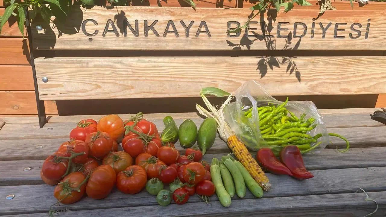 Kentin Ortasında Toprağın Nefesi: Çankaya Kent Bostanları’nda Eğitim, Üretim, Paylaşım