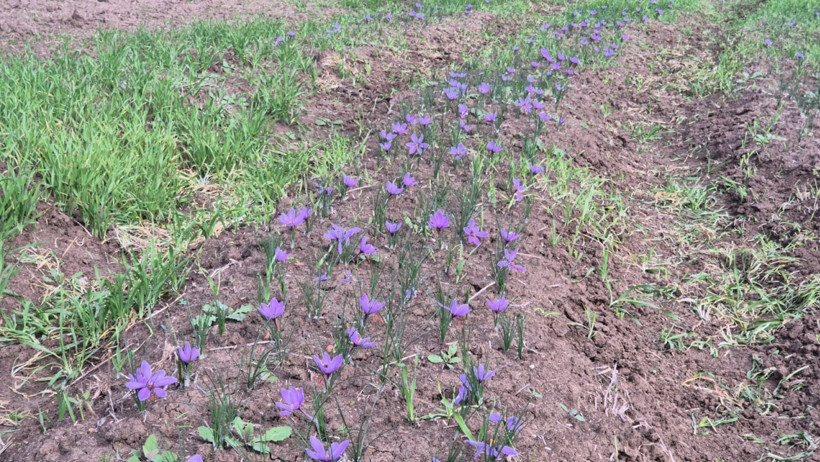 Kilosu altınla yarışıyor! Üretici mahsul değil servet topluyor