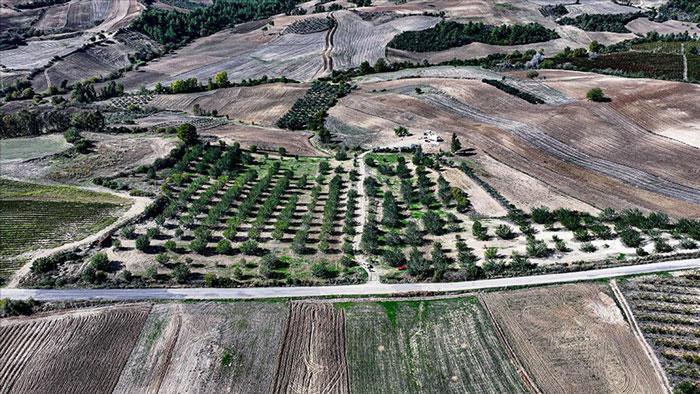 Kiraladığı çorak araziyi keçiboynuzuyla tarıma kazandırdı