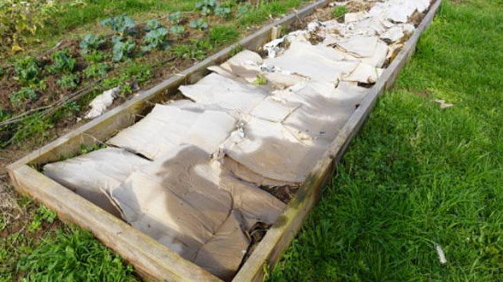 Kış gelmeden boş kolileri bahçeye atın! İlkbaharda çiçekleri coşturan bahçivan taktiği