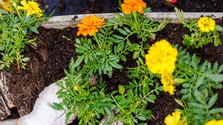 Kök güçlendirici süper formül! Solan çiçekleri bile coşturan aspirinli maya serumu