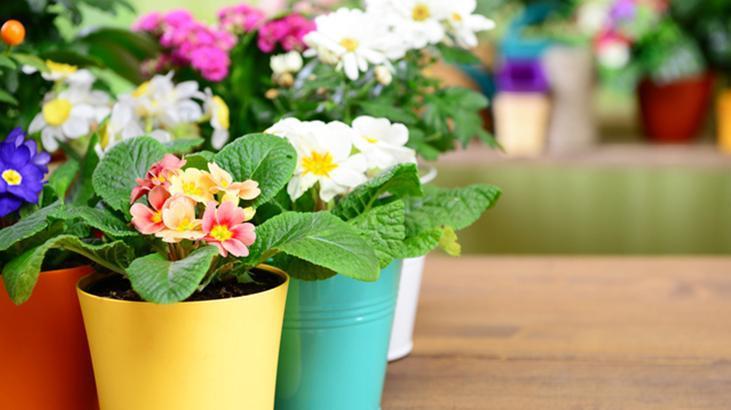 Kök güçlendirici süper formül! Solan çiçekleri bile coşturan aspirinli maya serumu