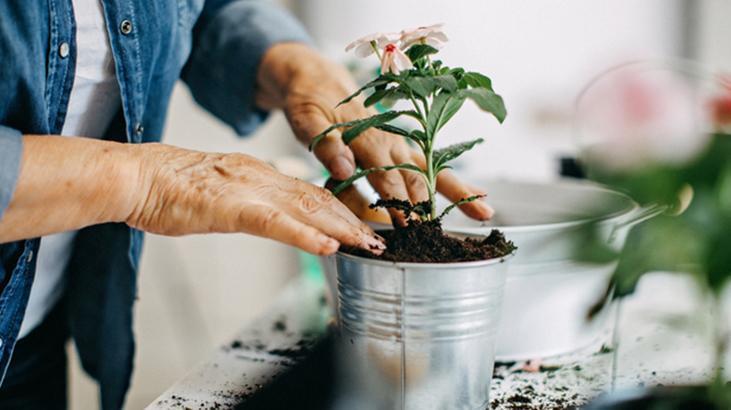 Kök güçlendirici süper formül! Solan çiçekleri bile coşturan aspirinli maya serumu