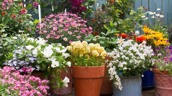 Kök güçlendirici süper formül! Solan çiçekleri bile coşturan aspirinli maya serumu