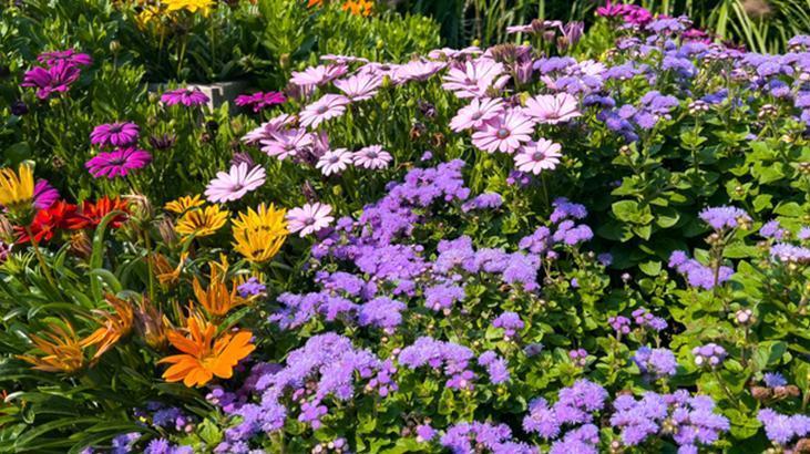 Kök güçlendirici süper formül! Solan çiçekleri bile coşturan aspirinli maya serumu