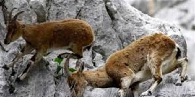 Konya’da Yaban Keçilerine Ağıt: 1,9 Milyon Lira Ceza İle Adalet Arayışı!