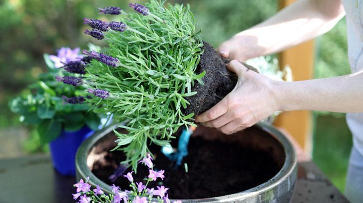 Kötü enerjiyi mıknatıs gibi çeken 4 bitki! Evine bu güçlü koruyucuları hemen al 1 Kötü enerjiyi mıknatıs gibi çeken 4 bitki! Evine bu güçlü koruyucuları hemen al