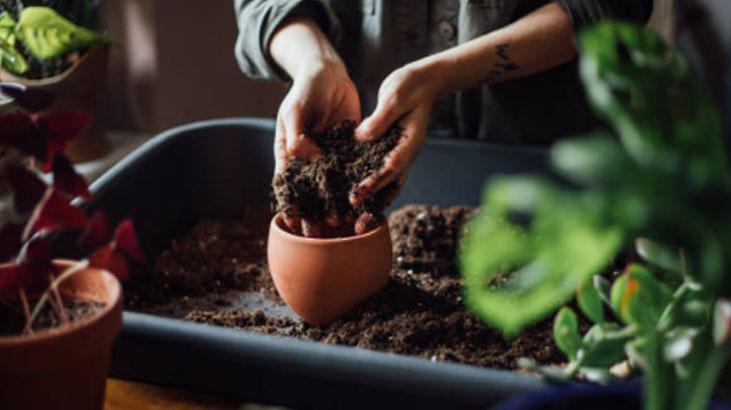 Kötü enerjiyi mıknatıs gibi çeken 4 bitki! Evine bu güçlü koruyucuları hemen al 2 Kötü enerjiyi mıknatıs gibi çeken 4 bitki! Evine bu güçlü koruyucuları hemen al