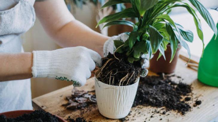 Kötü enerjiyi mıknatıs gibi çeken 4 bitki! Evine bu güçlü koruyucuları hemen al 3 Kötü enerjiyi mıknatıs gibi çeken 4 bitki! Evine bu güçlü koruyucuları hemen al