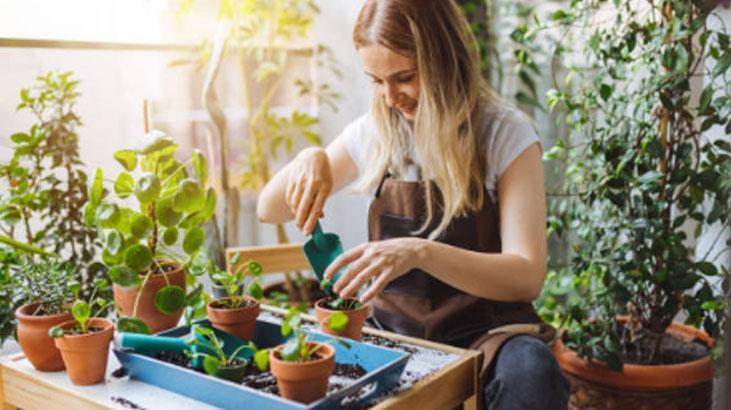 Kötü enerjiyi mıknatıs gibi çeken 4 bitki! Evine bu güçlü koruyucuları hemen al 4 Kötü enerjiyi mıknatıs gibi çeken 4 bitki! Evine bu güçlü koruyucuları hemen al