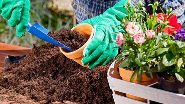 Kötü enerjiyi mıknatıs gibi çeken 4 bitki! Evine bu güçlü koruyucuları hemen al 7 Kötü enerjiyi mıknatıs gibi çeken 4 bitki! Evine bu güçlü koruyucuları hemen al