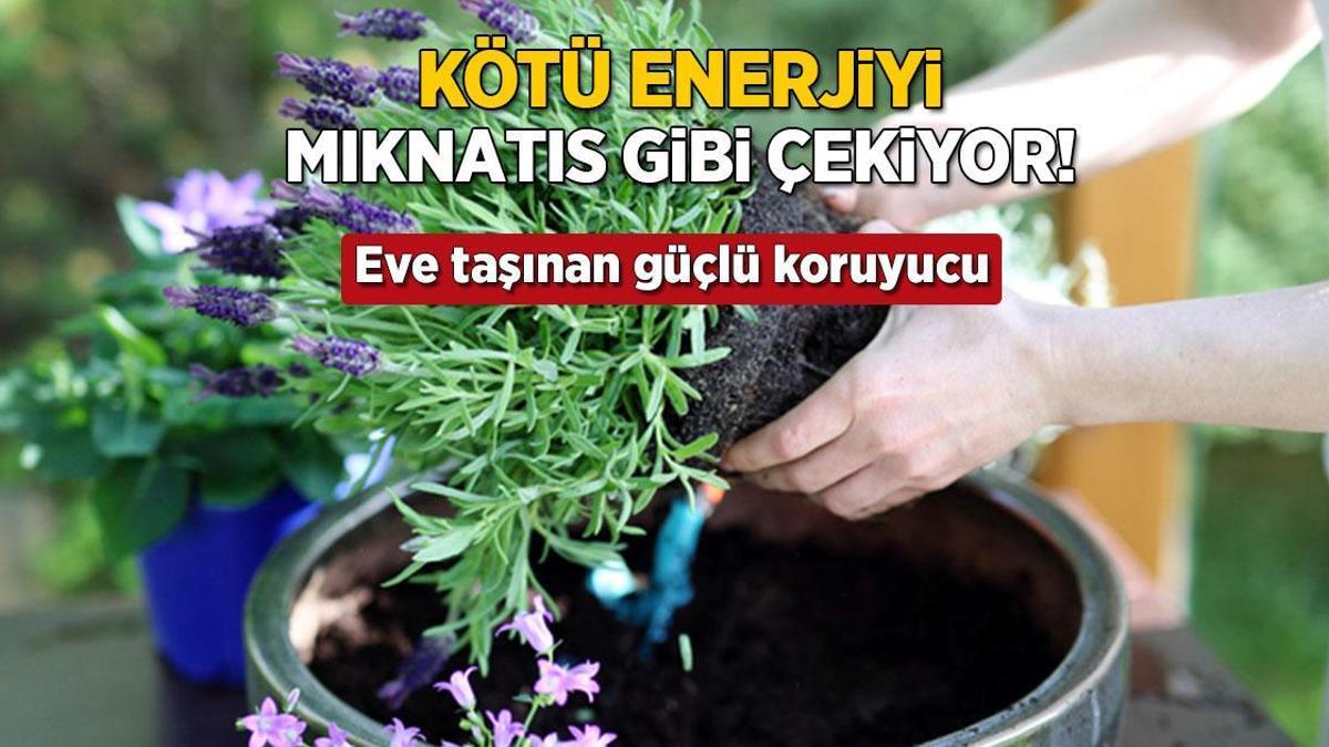 Kötü enerjiyi mıknatıs gibi çeken 4 bitki! Evine bu güçlü koruyucuları hemen al