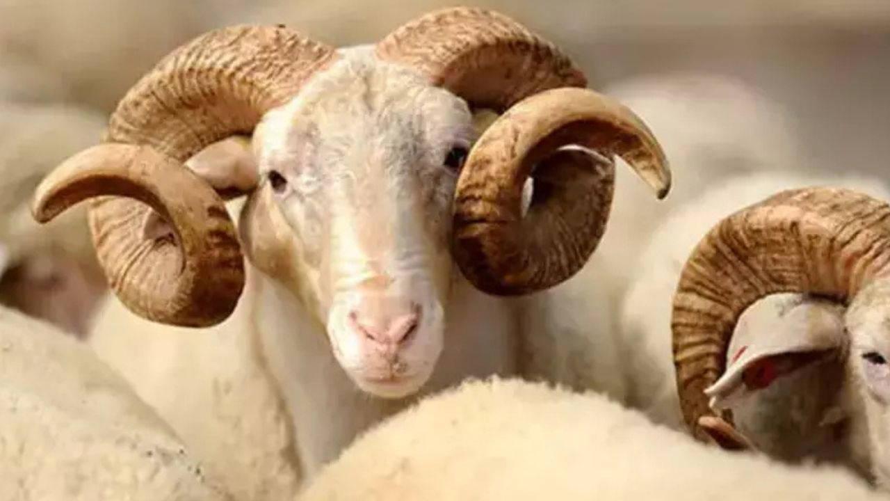 Kurban Bayramı 2026 ne vakit? 2026 Kurban Bayramı tatili kaç gün olacak?