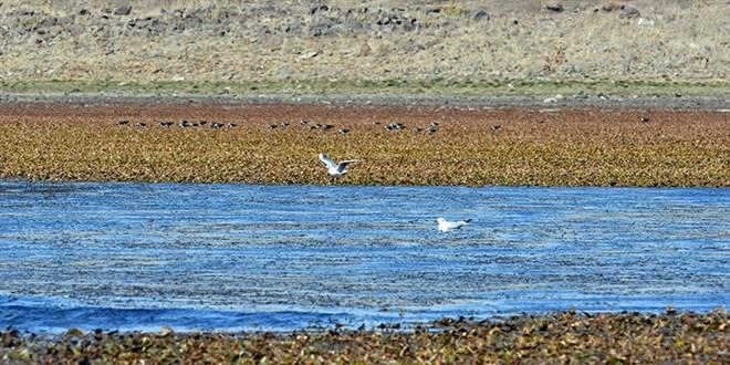 Kuşların Cenneti: Asboğa Gölü’nde Su Seviyesi 60 Metre Düşerek Doğanın Dengesini Sarsıyor