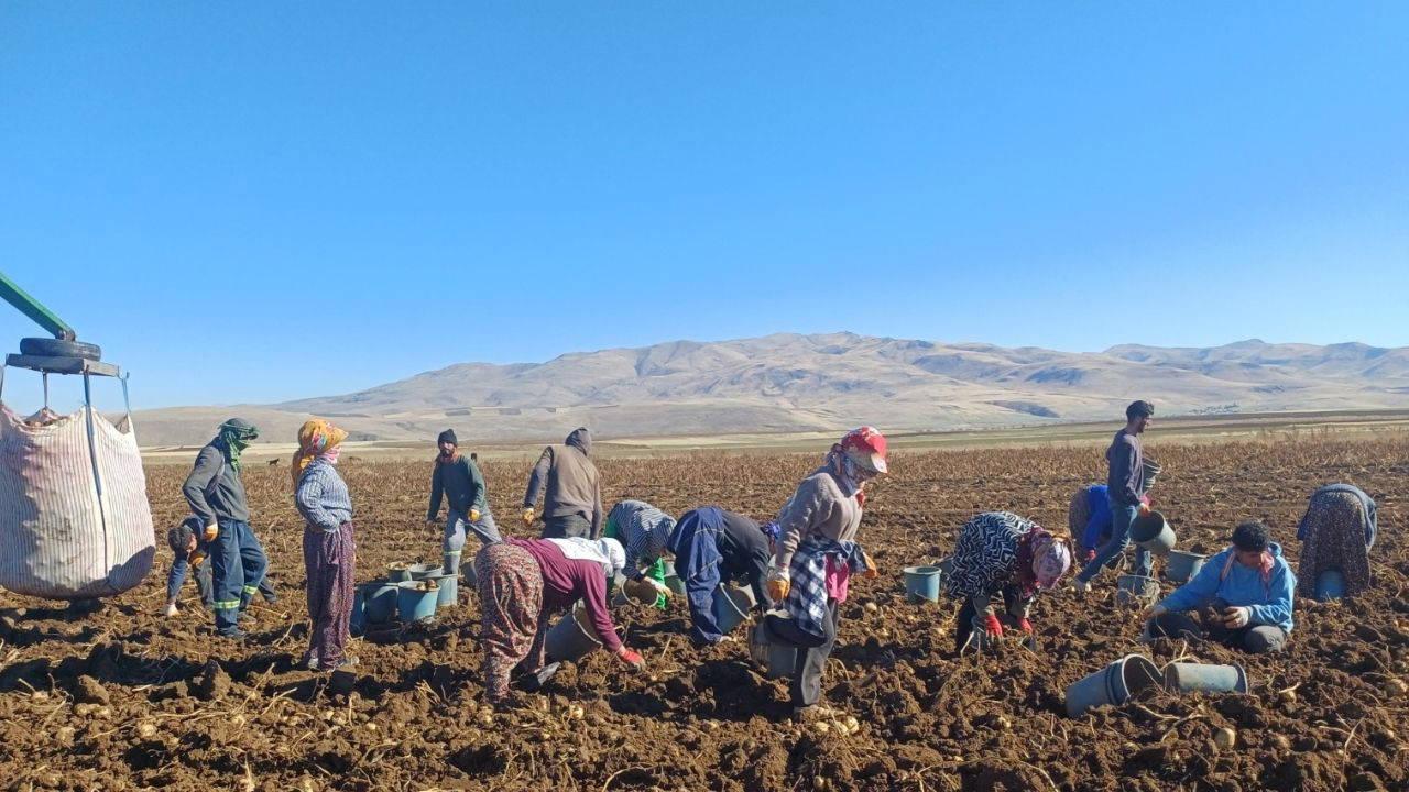 Malazgirt’te birinci kez ekildi, çiftçinin umudu oldu! 20 emekçi tarafından ihtimamla toplanıyor…