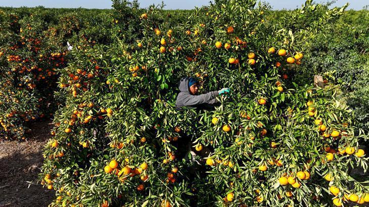 Mandalina dalında kaldı: Kilosu 3 liraya kadar geriledi