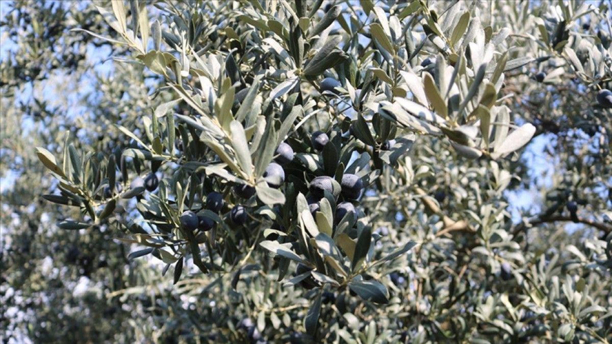 Marmarabirlik'ten Şaşırtan Fiyat Açıklaması: 41, 53 ve 55 Lira! 2 Marmarabirlik'ten Şaşırtan Fiyat Açıklaması: 41, 53 ve 55 Lira!