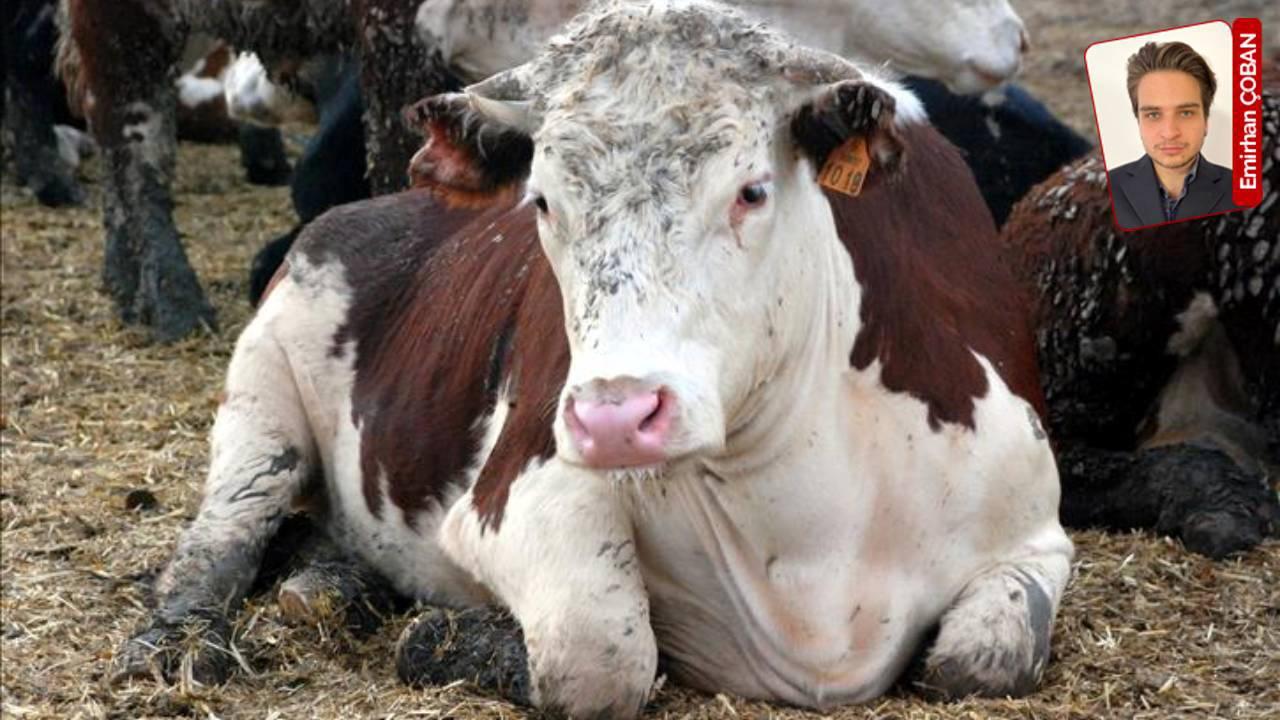 Mecnun dana hastalığı Türkiye’de yayılıyor mu? ‘Sahada tehlikeli bir durum yok’