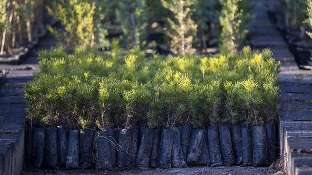 Milli Ağaçlandırma Günü’nde 15 milyon fidan toprakla buluşacak