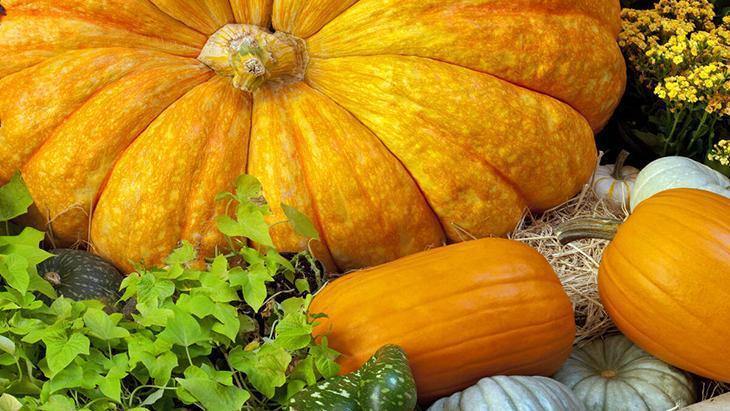 Mutfakta sebze doğada meyve! A vitamini deposu, kavunla aynı aileden 5 Mutfakta sebze doğada meyve! A vitamini deposu, kavunla aynı aileden