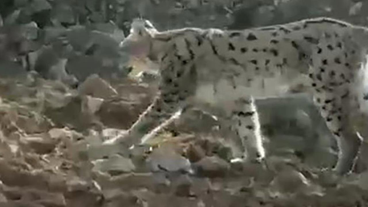 Nesli tükenme tehlikesinde olan vaşak Hakkari’de görüntülendi