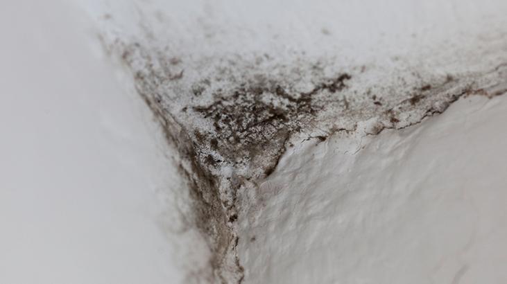 Öbek öbek küf oluşuyor! Evin en temiz yeri sanılıyor ama gerçek başka