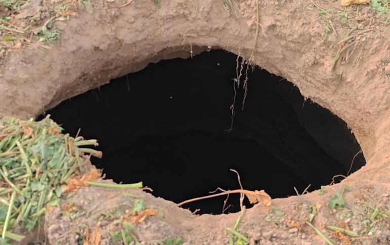 Pancar tarlasında görüldü! Halk korku içinde