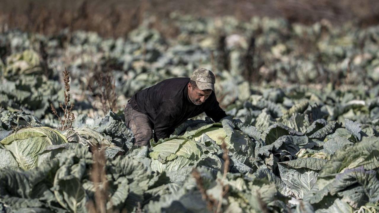 Pasinler Ovası’nda hasat tamamlandı: Tanesi 50 kilo geliyor….
