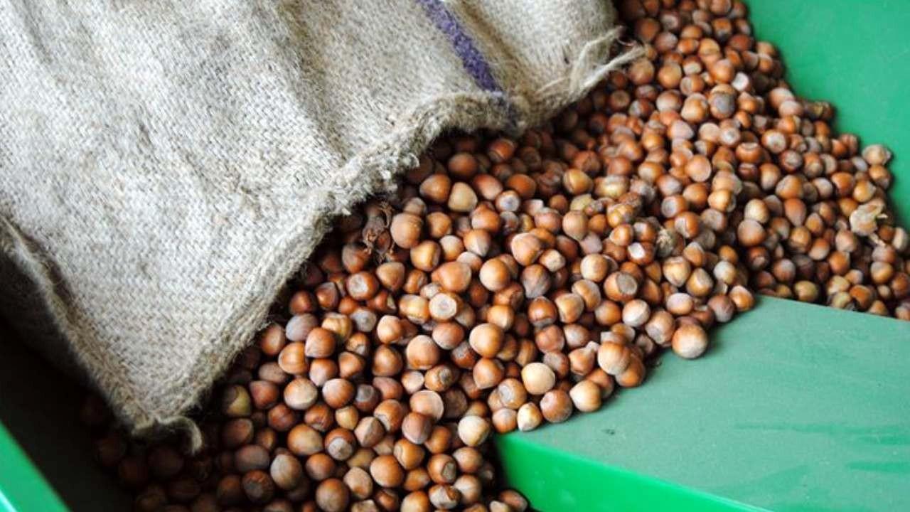 Rekabet Kurulu’ndan yeni karar: Ferrero’nun fındık alım taahhütleri değişti