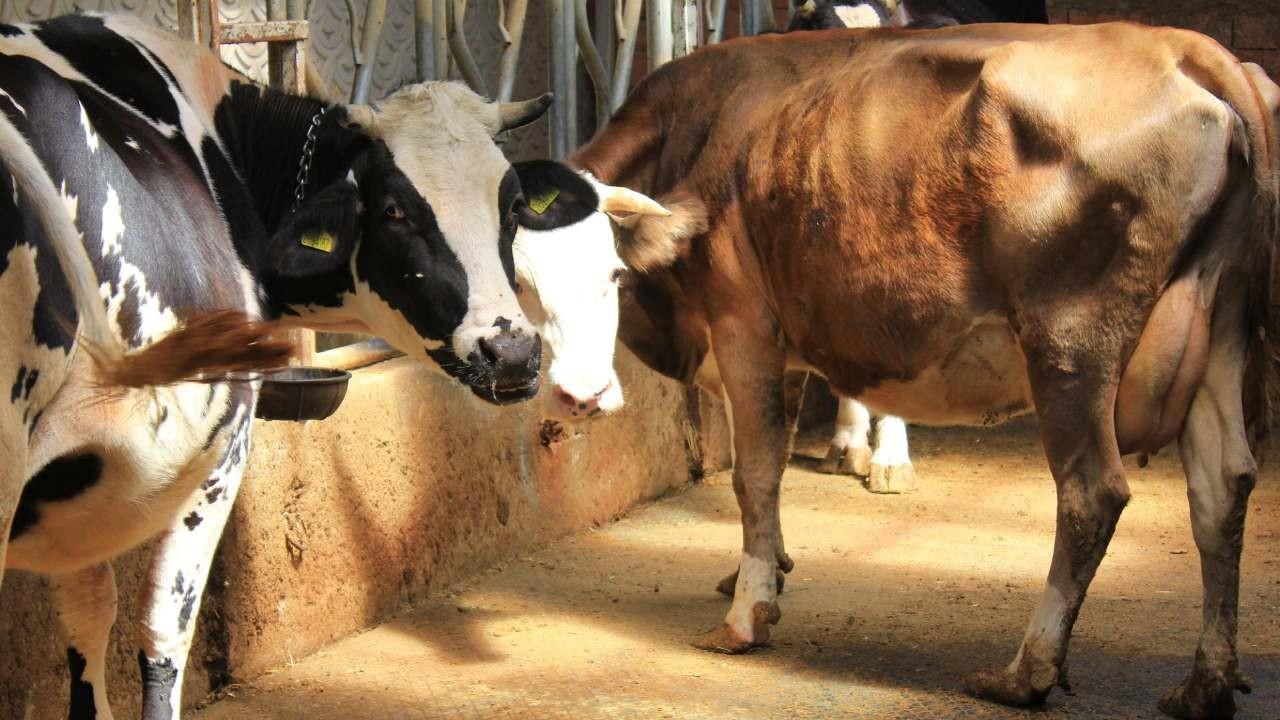 Şap hastalığında hurafelere dikkat! ‘Domates yedirip, idrar içirmeyin’ uyarısı
