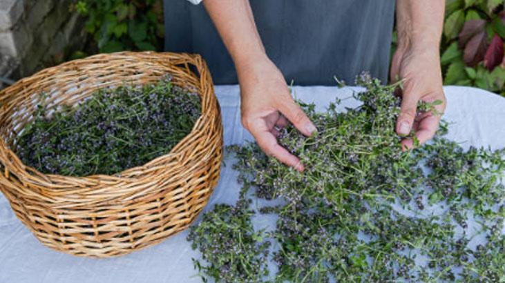 Şipşak ve pratik: Taze otları yapraklarına zarar vermeden ayırın