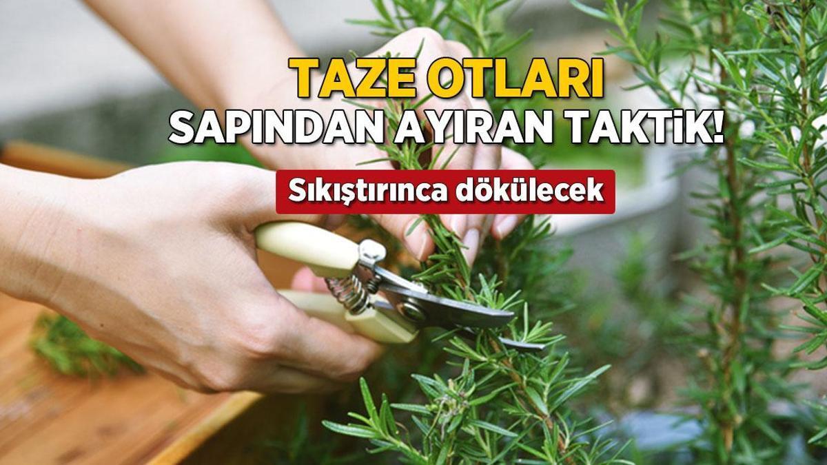 Şipşak ve pratik: Taze otları yapraklarına zarar vermeden ayırın