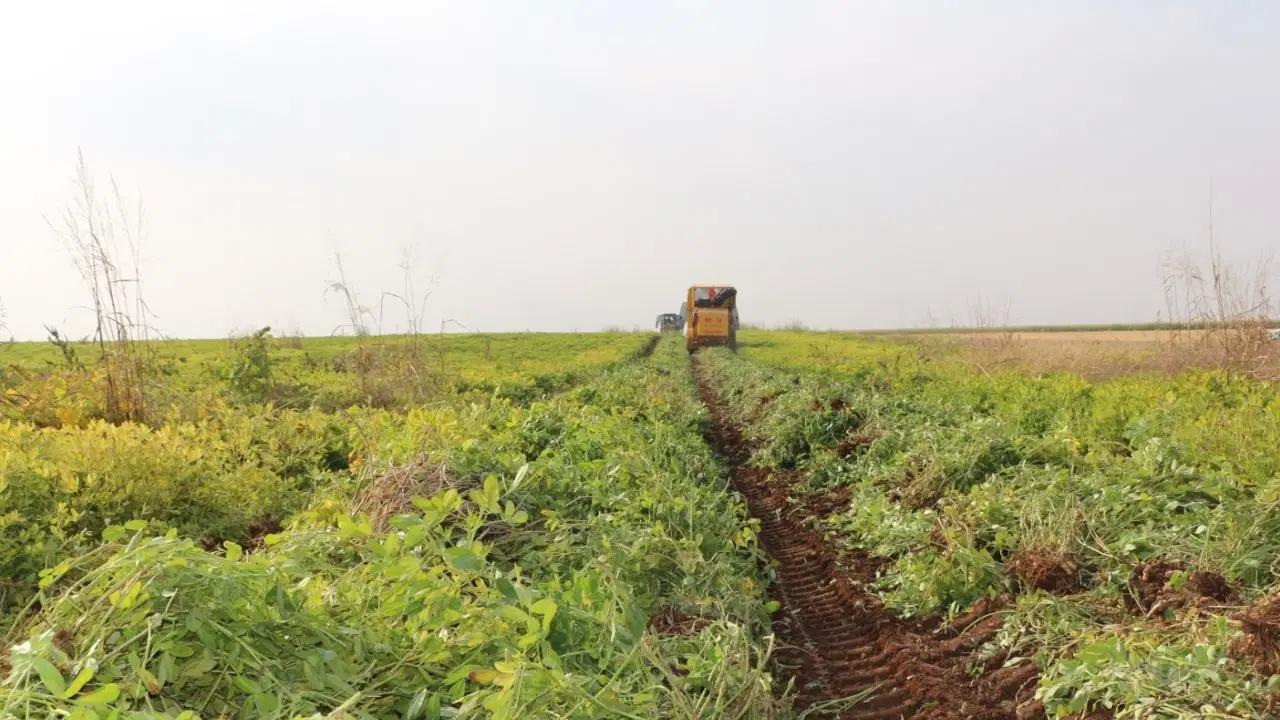 Şırnak’ta hasat başladı: Üretimde üçüncü sırada…