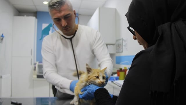 Sivas'ta Kedi AIDS Vakası: Tedavi İmkanları Bulunmuyor!