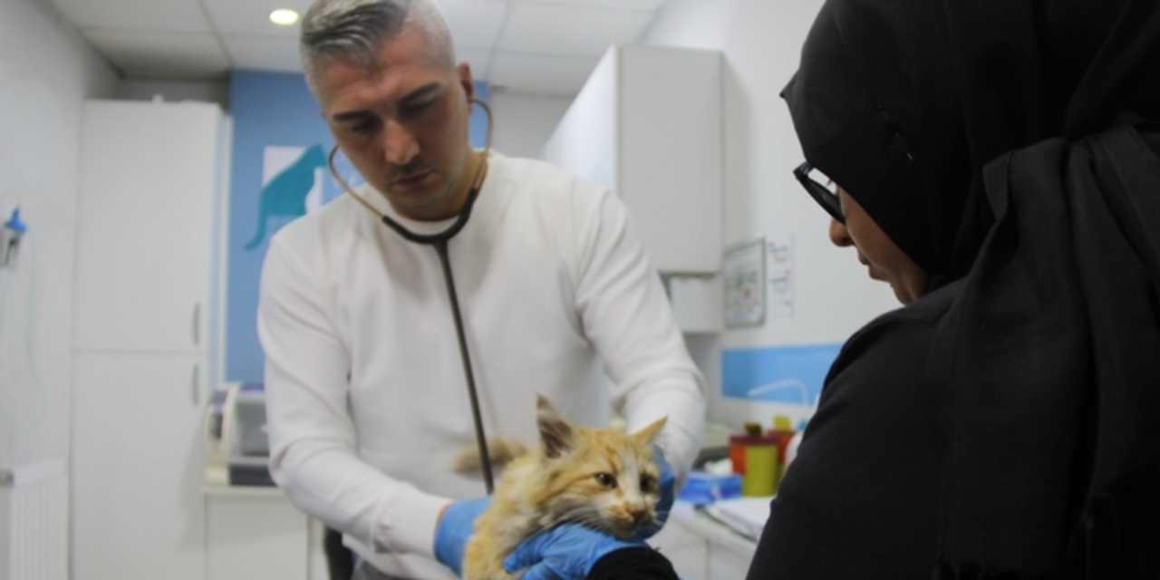 Sivas’ta Kedi AIDS Vakası: Tedavi İmkanları Bulunmuyor!