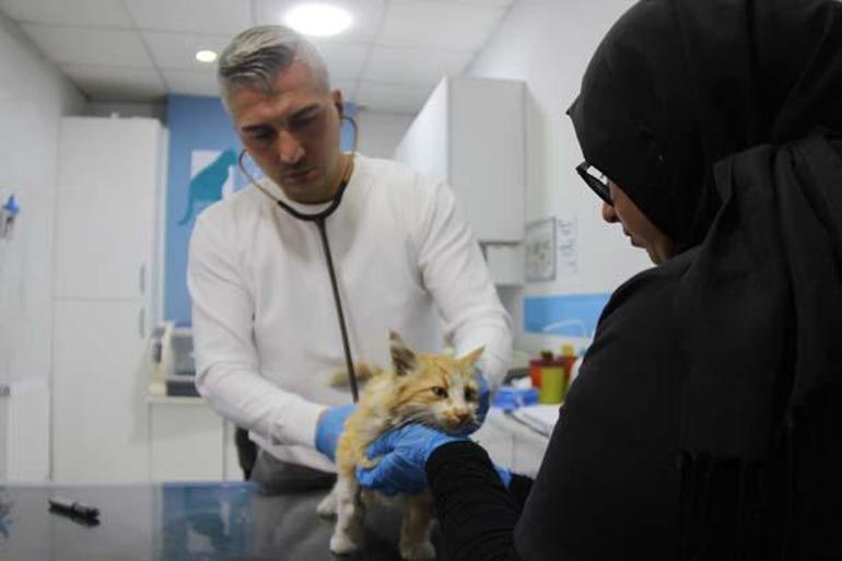 Sivas'ta kedi AIDS'ine rastlandı! Uzmanlardan 'kontrol' uyarısı: Bulaşıcıdır