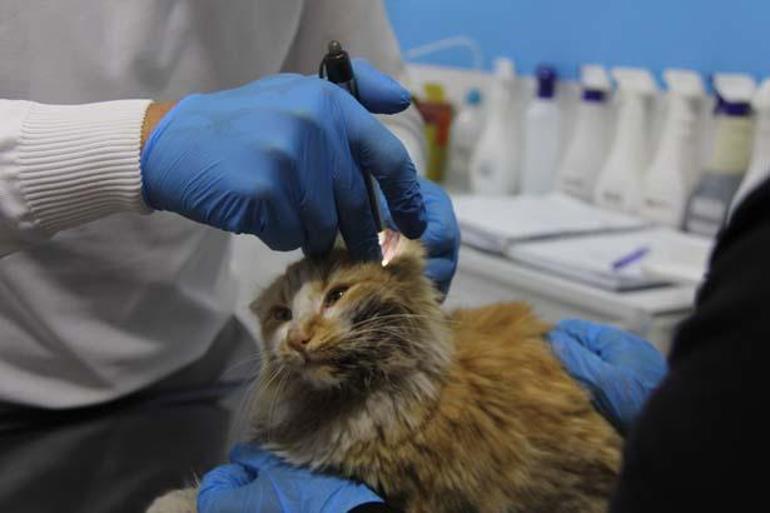 Sivas'ta kedi AIDS'ine rastlandı! Uzmanlardan 'kontrol' uyarısı: Bulaşıcıdır