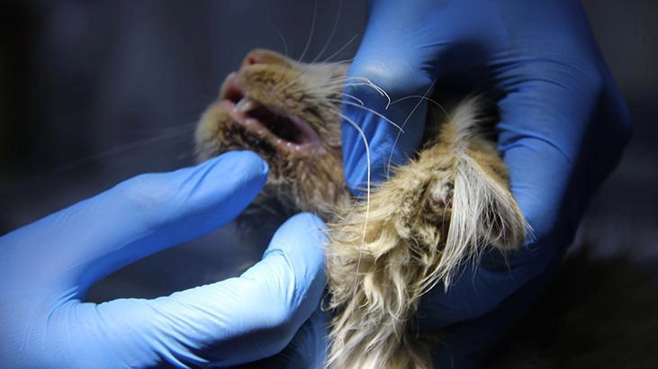 Sivas’ta kedi AIDS’ine rastlandı! Uzmanlardan ‘kontrol’ uyarısı: Bulaşıcıdır